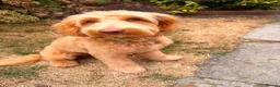 Australian Labradoodle dogs for sale: Winnie 8 month Australian labradoodle  in Pontefract - Advert 6