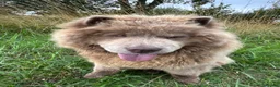 Chow Chow dogs for sale: 🐾KC stunning RARE hazel eyed chow girl, Evie 💛 - Advert 15