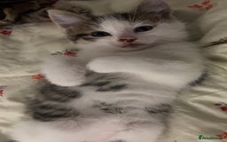 Domestic Shorthair cats for sale: Kittens kitten baby cats - Image 3