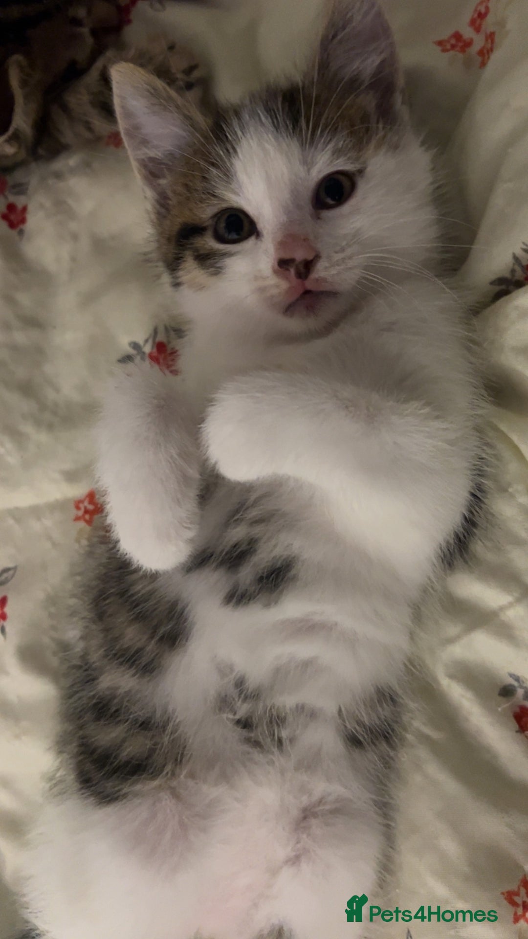 Domestic Shorthair cats for sale: Kittens kitten baby cats - Image 3