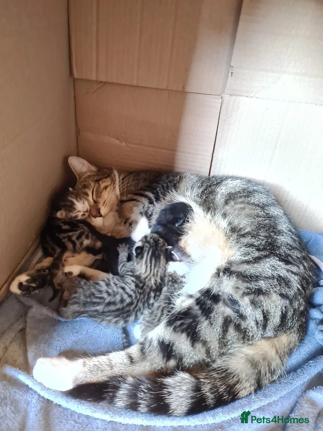 Mixed Breed cats for sale: One little tabby and white boy left - Advert 1