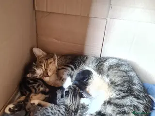 Mixed Breed cats One little tabby and white boy left - Advert 1