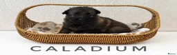 German Shepherd dogs for sale: Fully Health Tested, KC registered GSD puppies due - Advert 21