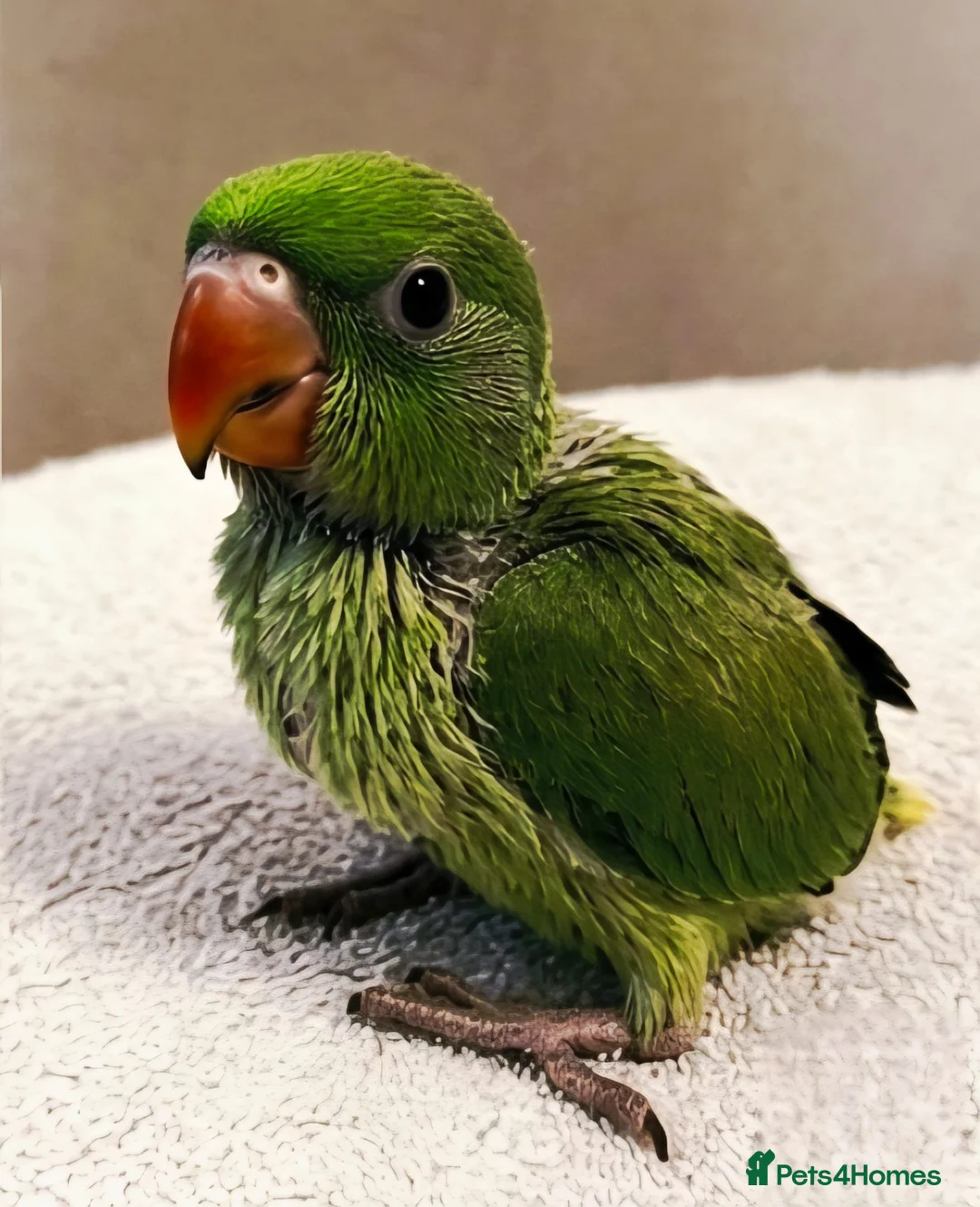 Ringnecks birds for sale: Hand tamed Ringneck babies  - Advert 1