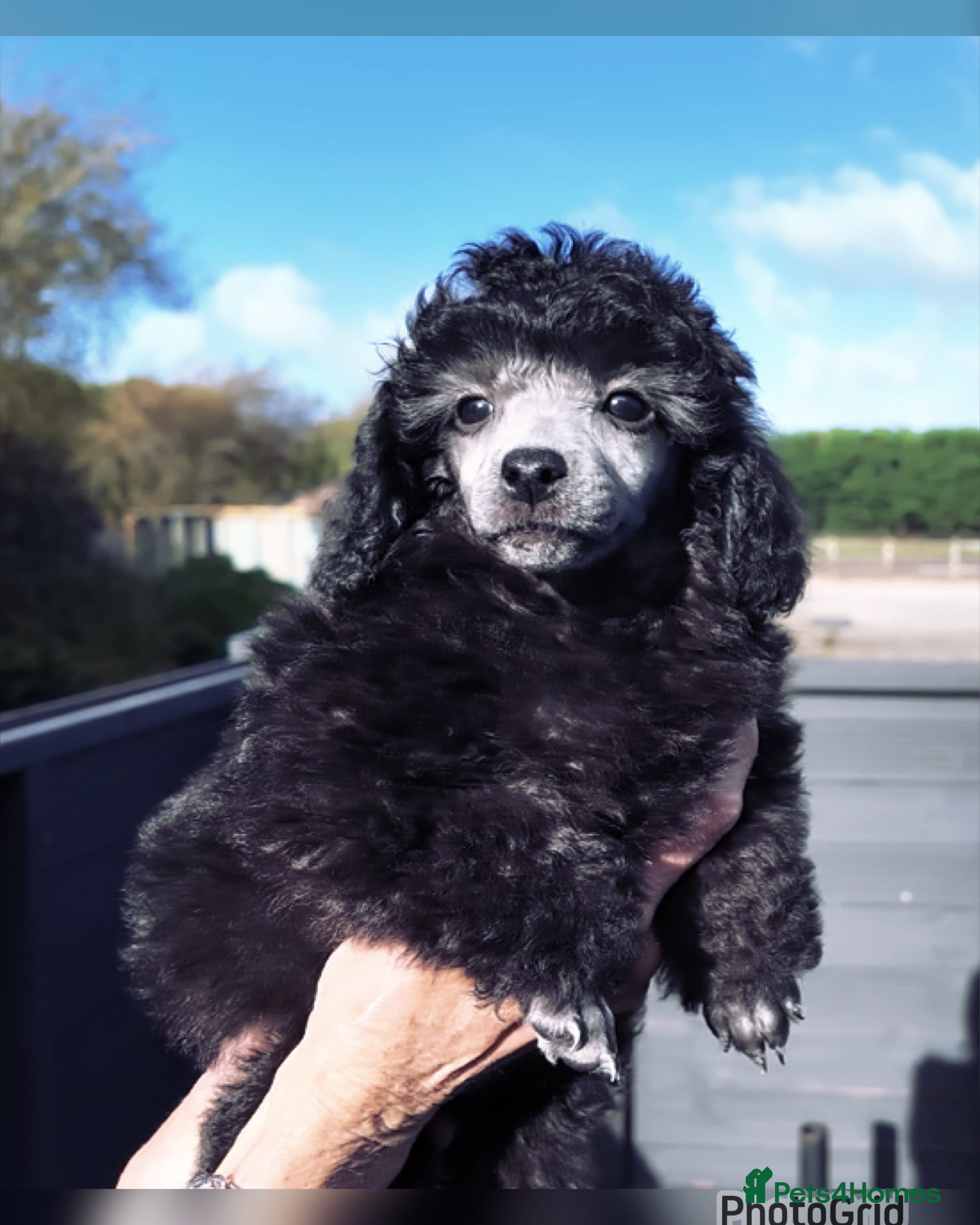 Miniature Poodle dogs Last one Silver mini poodles  - Advert 5