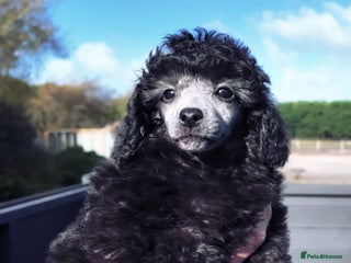 Miniature Poodle dogs - Advert 17