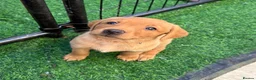 Labrador Retriever dogs for sale: STUNNING FOX RED PUPPIES - Advert 16