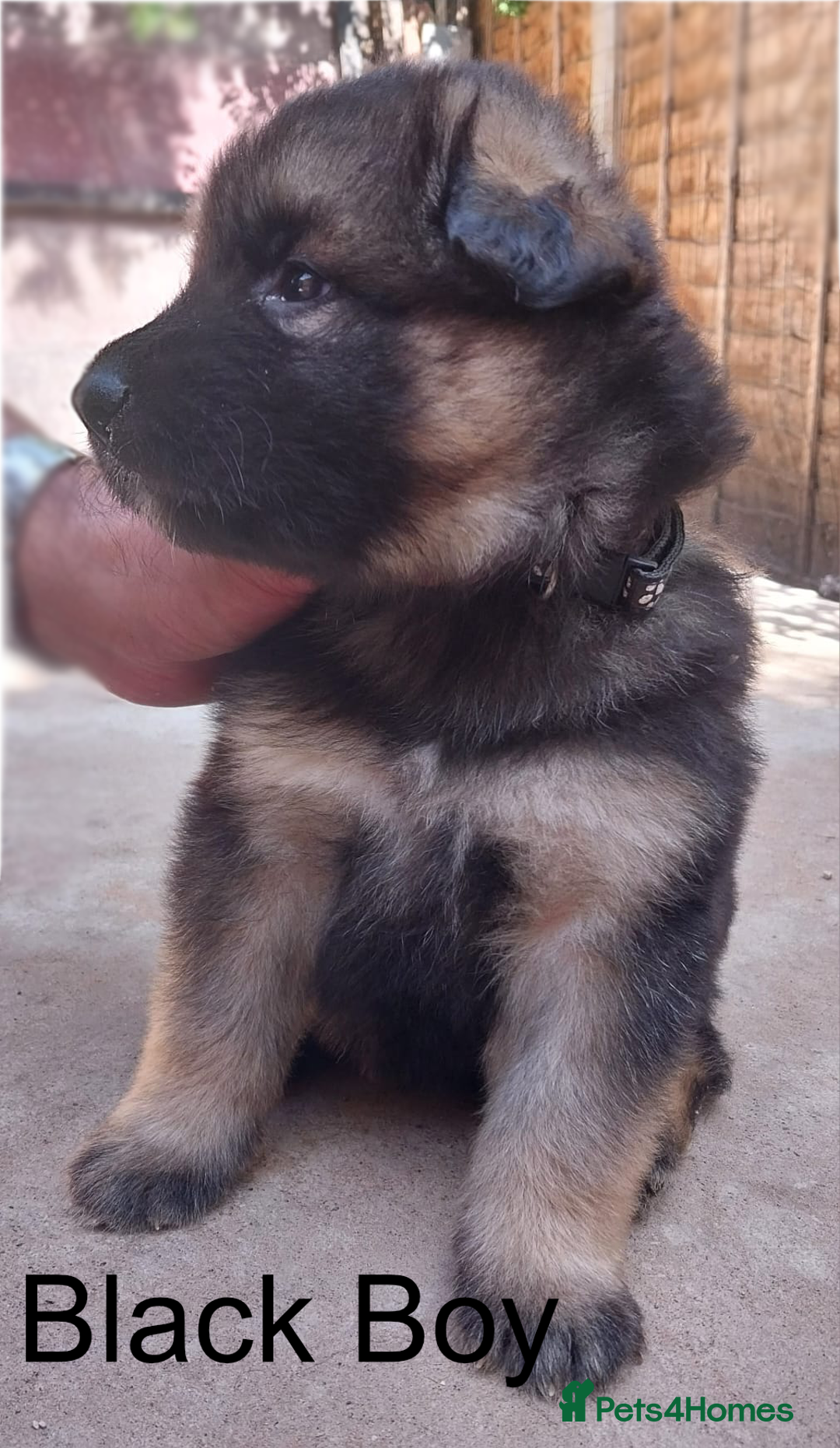 German Shepherd dogs for sale: Beautiful Chunky German Shepherd Puppies - Image 4