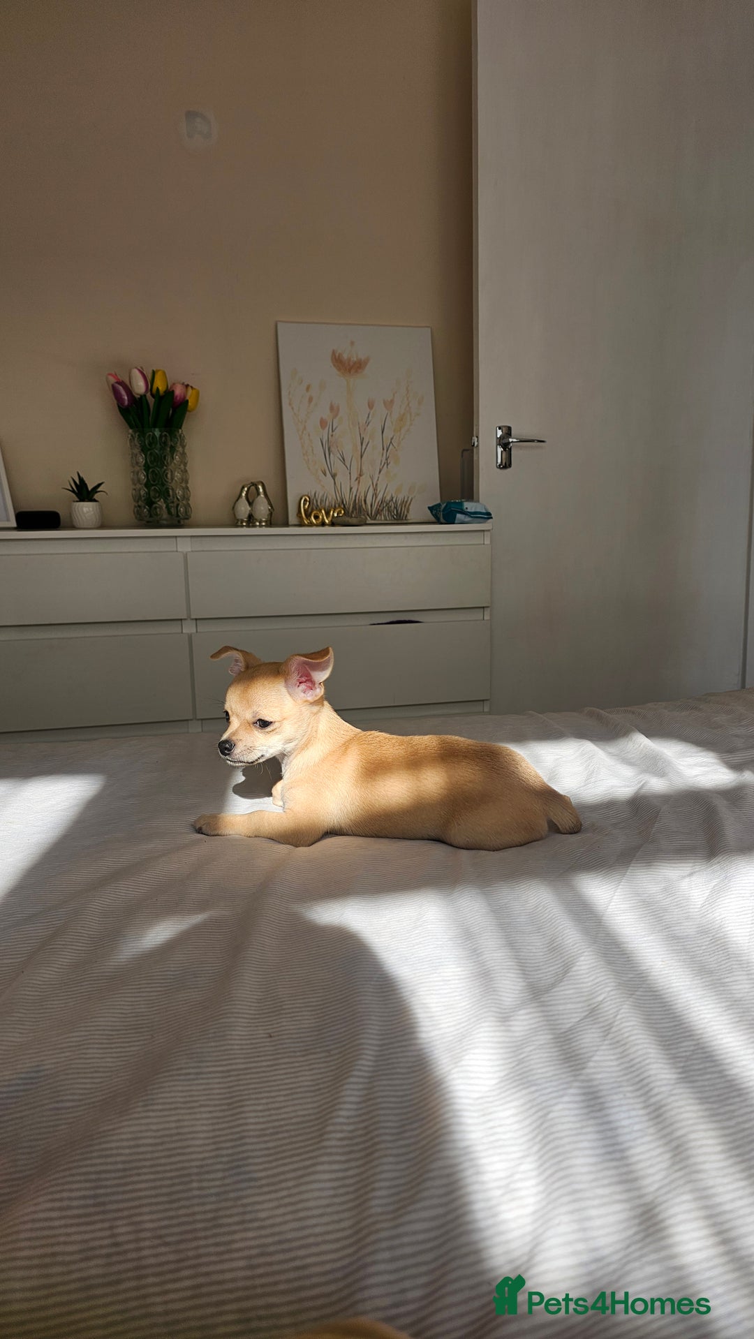 Chihuahua dogs for sale: Chihuahua puppie Small size - Image 5