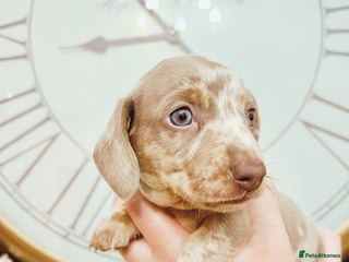 Miniature Dachshund dogs 🐾Beautiful kc mini dachshund pups ready 20 Dec🐾 - Advert 8