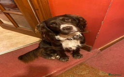 Sprocker dogs for sale: Beautiful Sprocker Spaniel pups - Image 9