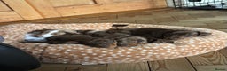 Miniature Dachshund dogs for sale: ‼️ READY NOW‼️ Miniature smooth hair dachshund - Advert 9