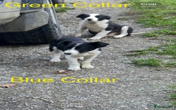 Border Collie dogs for sale: Gorgeous Border Collie pups - Image 20