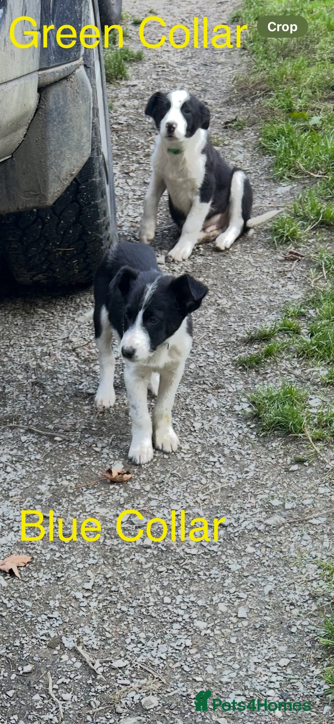 Border Collie dogs for sale: Gorgeous Border Collie pups - Image 20