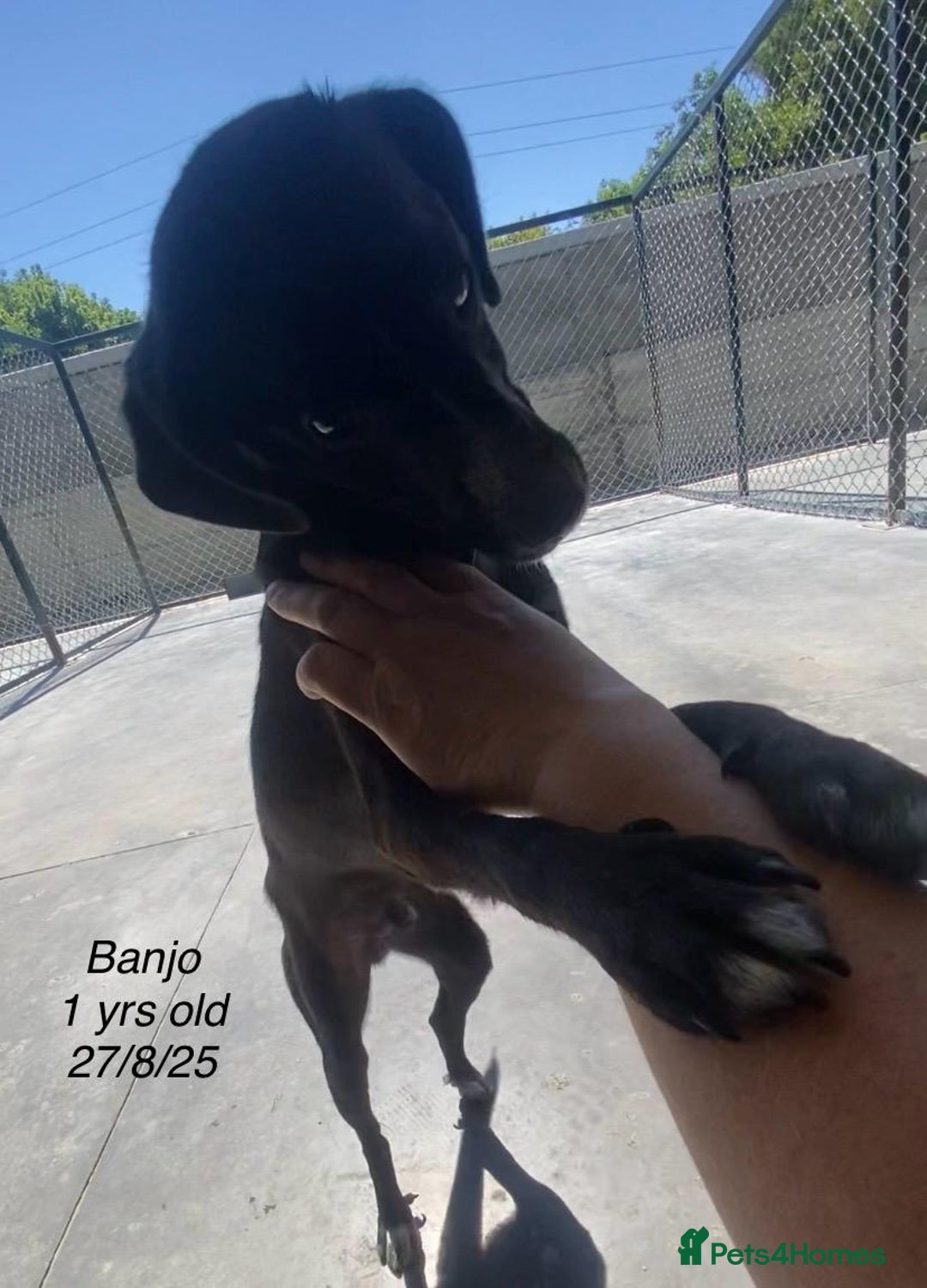 Mixed Breed dogs for adoption: Banjo, 1 yr approx. Available for adoption. - Image 5