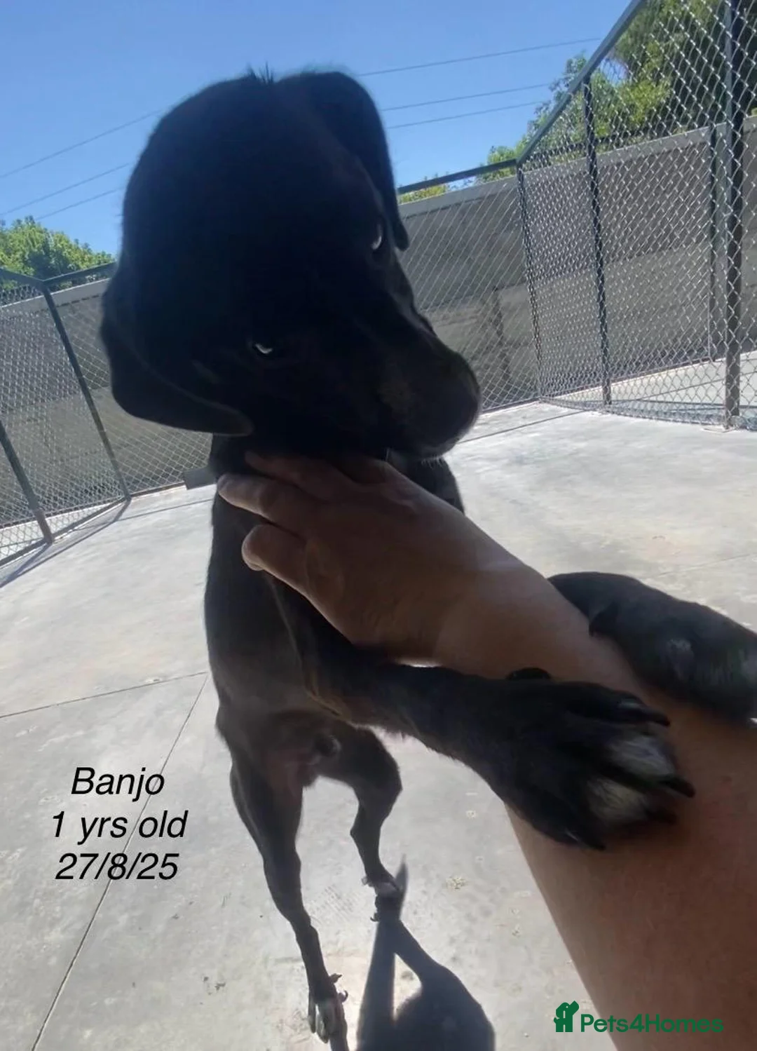 Mixed Breed dogs for adoption: Banjo, 1 yr approx. Available for adoption. - Advert 7