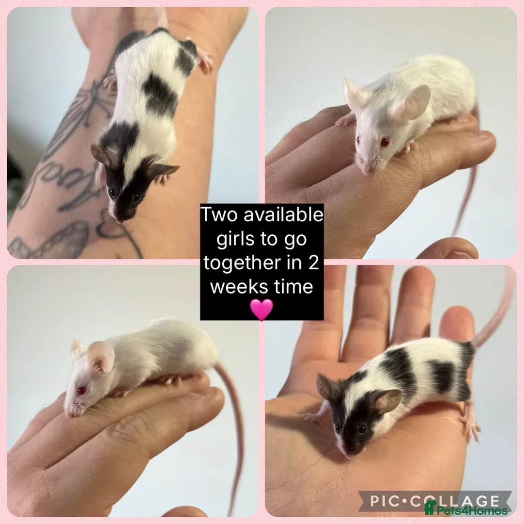 Mouse rodents for sale: Beautiful female and male mice for sale  - Advert 1