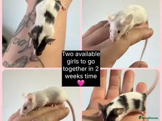 Mouse rodents Beautiful female and male mice for sale - Advert 1