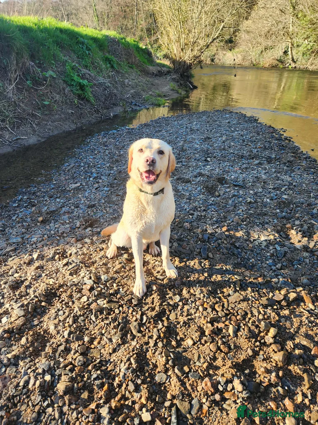 Labrador Retriever dogs for stud: Labrador Retriever - Advert 2