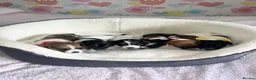 Jack Russell dogs for sale: Stunning traditional Jack Russell puppies - Advert 1