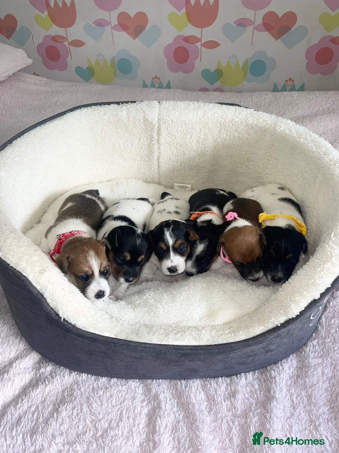 Jack Russell dogs for sale: Stunning traditional Jack Russell puppies - Advert 1