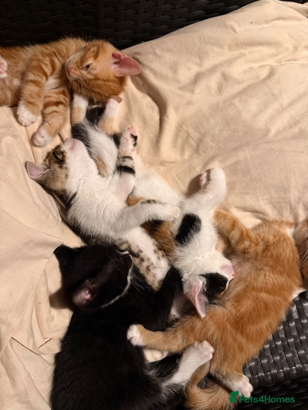 British Shorthair cats for sale: 8 weeks kittens  in Hemel Hempstead - Advert 9