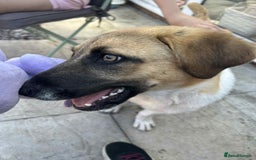 Mixed Breed dogs for sale: Honey the Romanian rescue🧡 - Image 7
