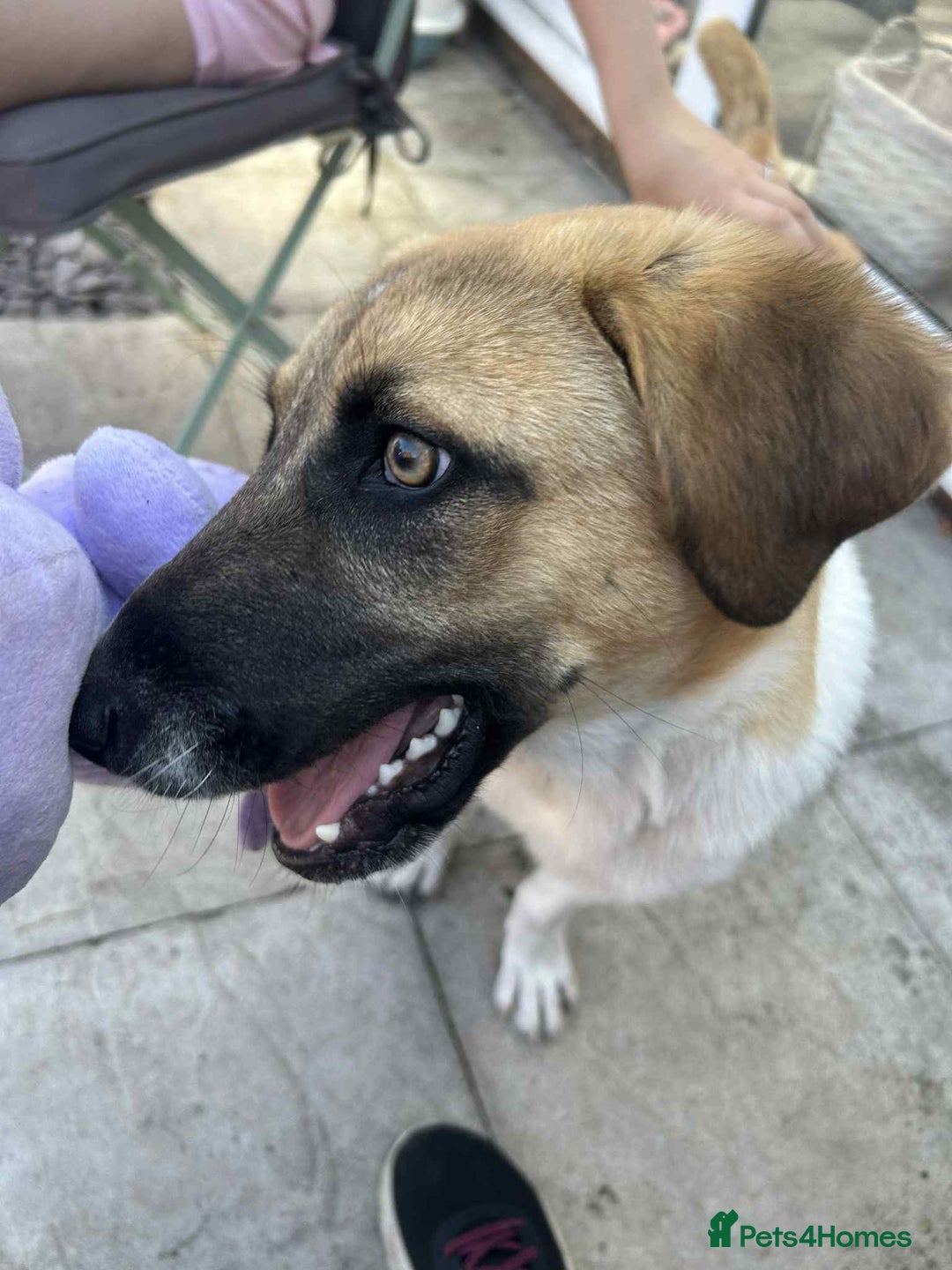 Mixed Breed dogs for sale: Honey the Romanian rescue🧡 - Image 7