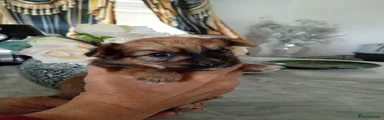Chorkie 1