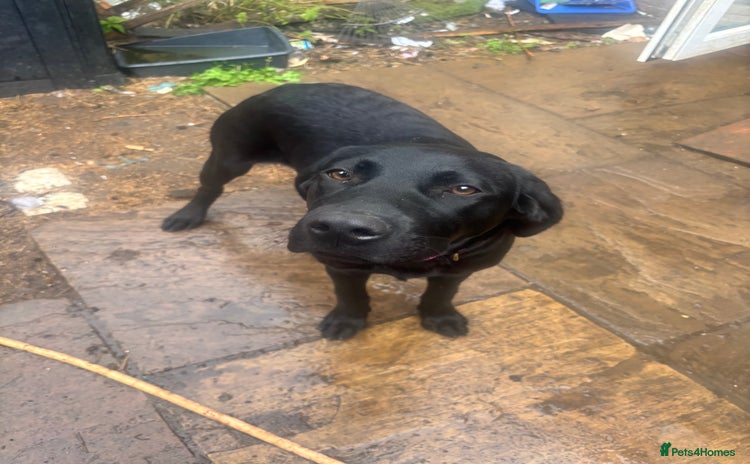 Labrador Retriever dogs - Advert 12