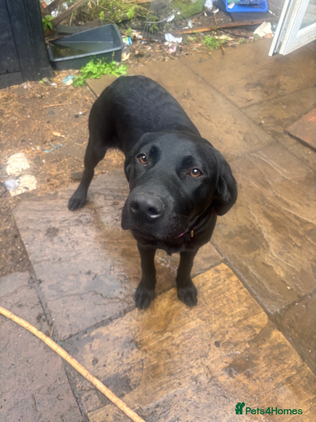 Labrador Retriever dogs for sale: Show type Labrador girl looking for forever home - Image 1