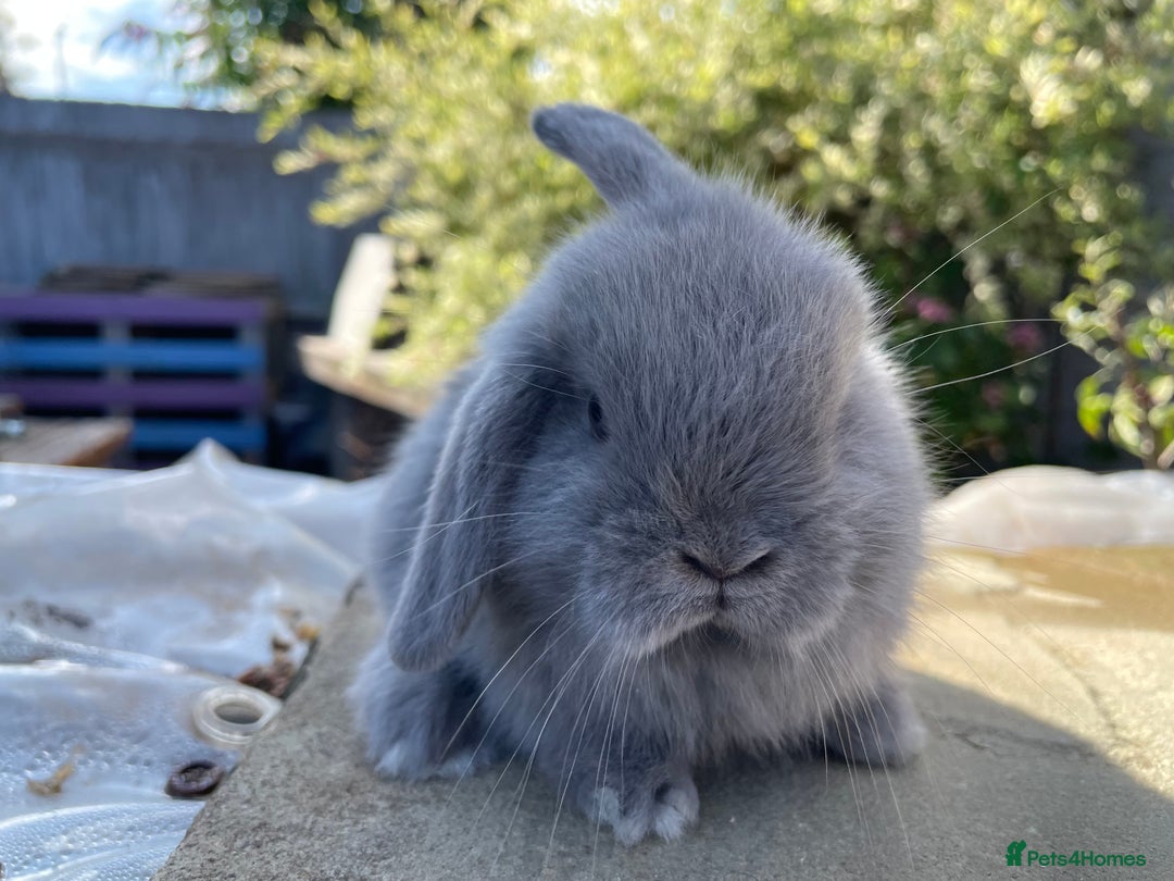 Mini Lop rabbits for sale: Mini lops ready to reserve  - Image 2