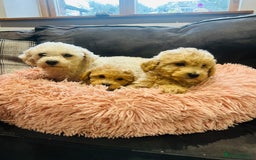 Poochon dogs for sale: Gorgeous F1 Poochon Puppies - Image 9