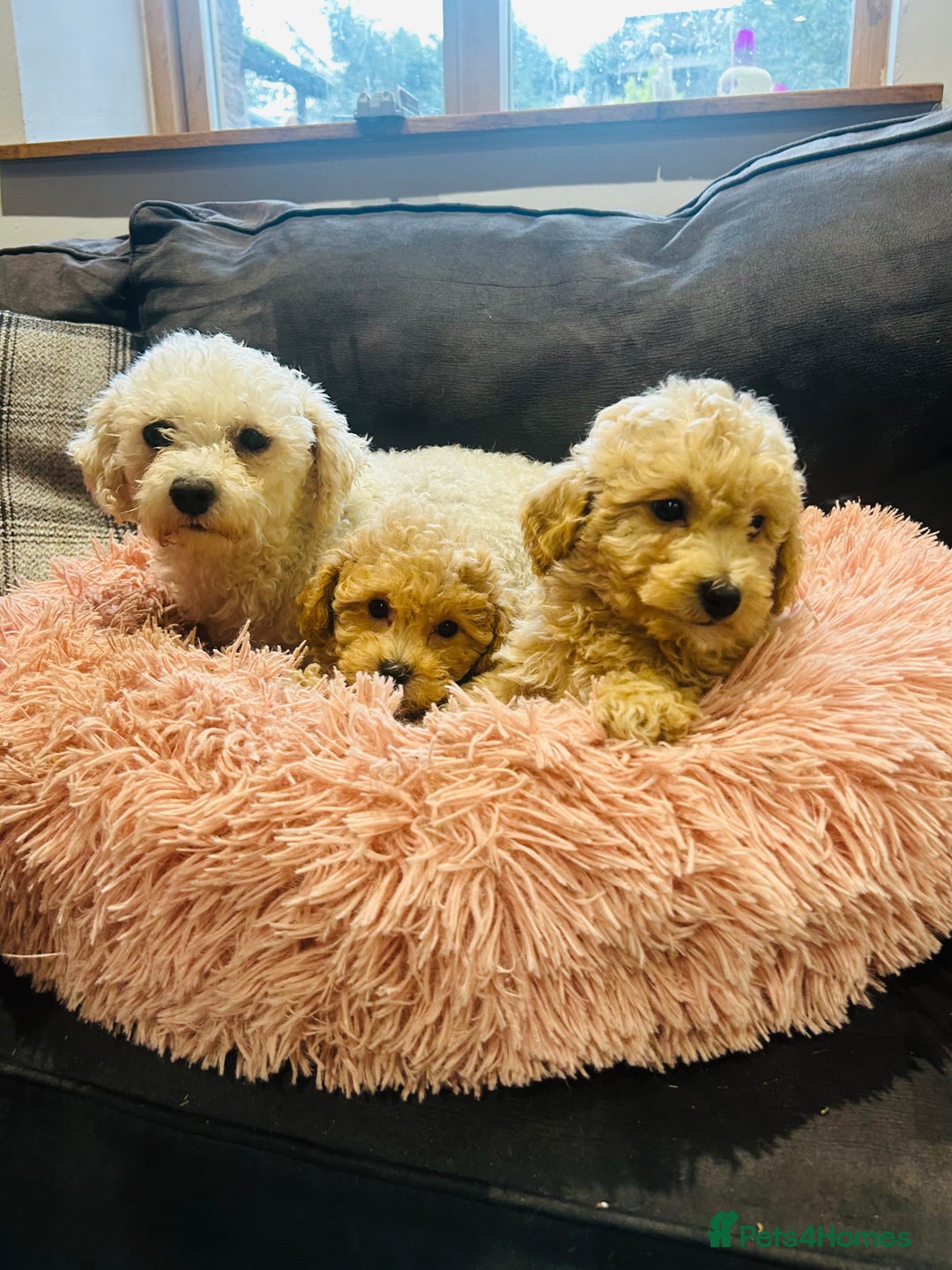 Poochon dogs for sale: Gorgeous F1 Poochon Puppies - Image 9