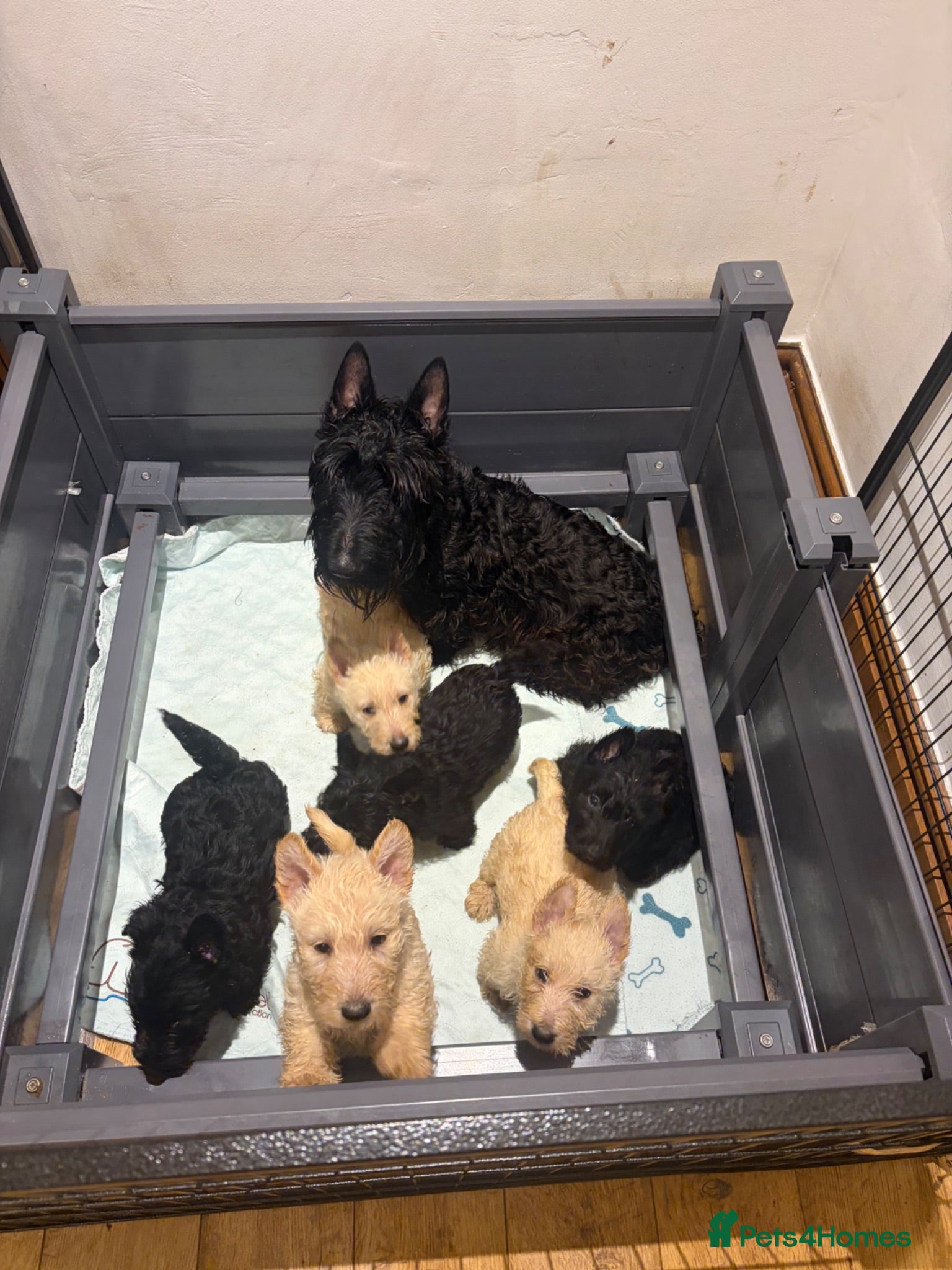 Scottish Terrier dogs Gorgeous Scottie pups 2 boys available  - Advert 3