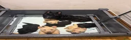 Scottish Terrier dogs for sale: Gorgeous Scottie pups  - Advert 4