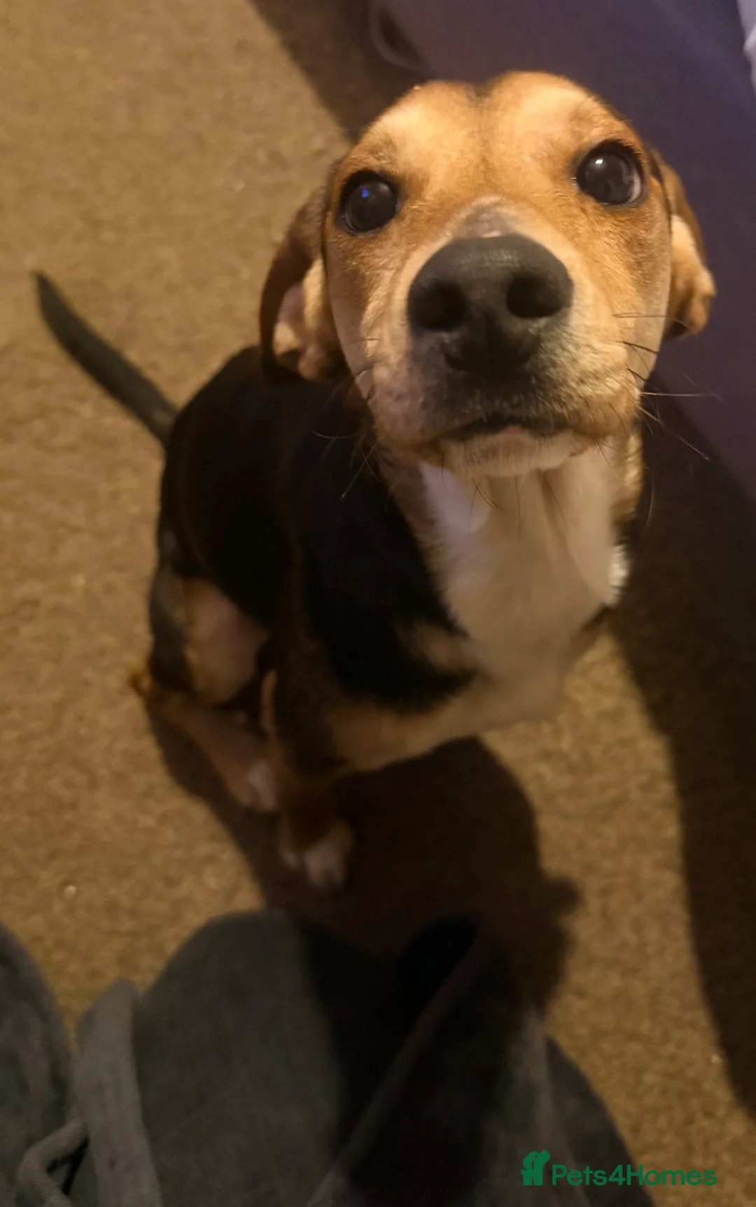 Mixed Breed dogs for sale: Jack Russell / spaniel mix  - Advert 4