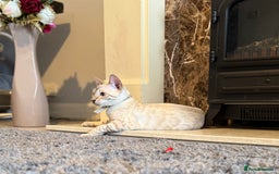 Bengal cats for sale: TICA registered snow lynx Bengal Kittens in Reading - Image 14