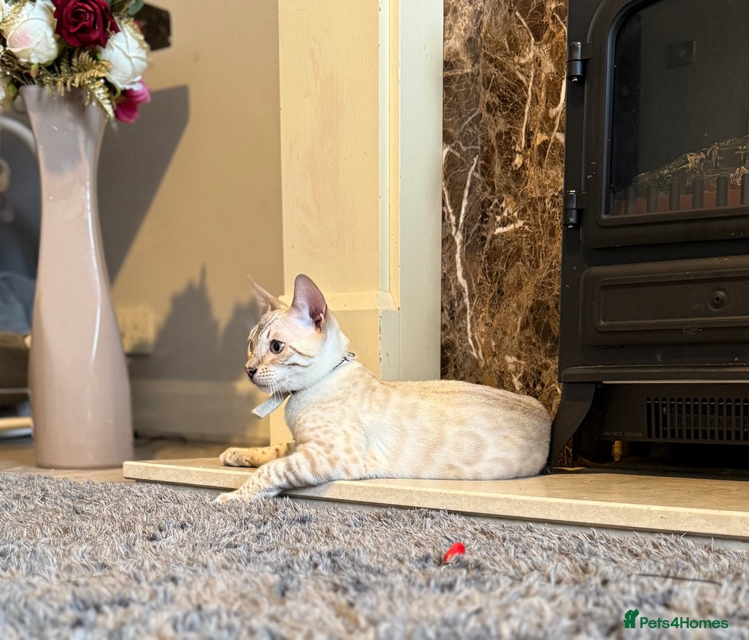 Bengal cats for sale: TICA registered snow lynx Bengal Kittens in Reading - Image 14