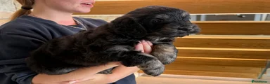 Mini Goldendoodle 3