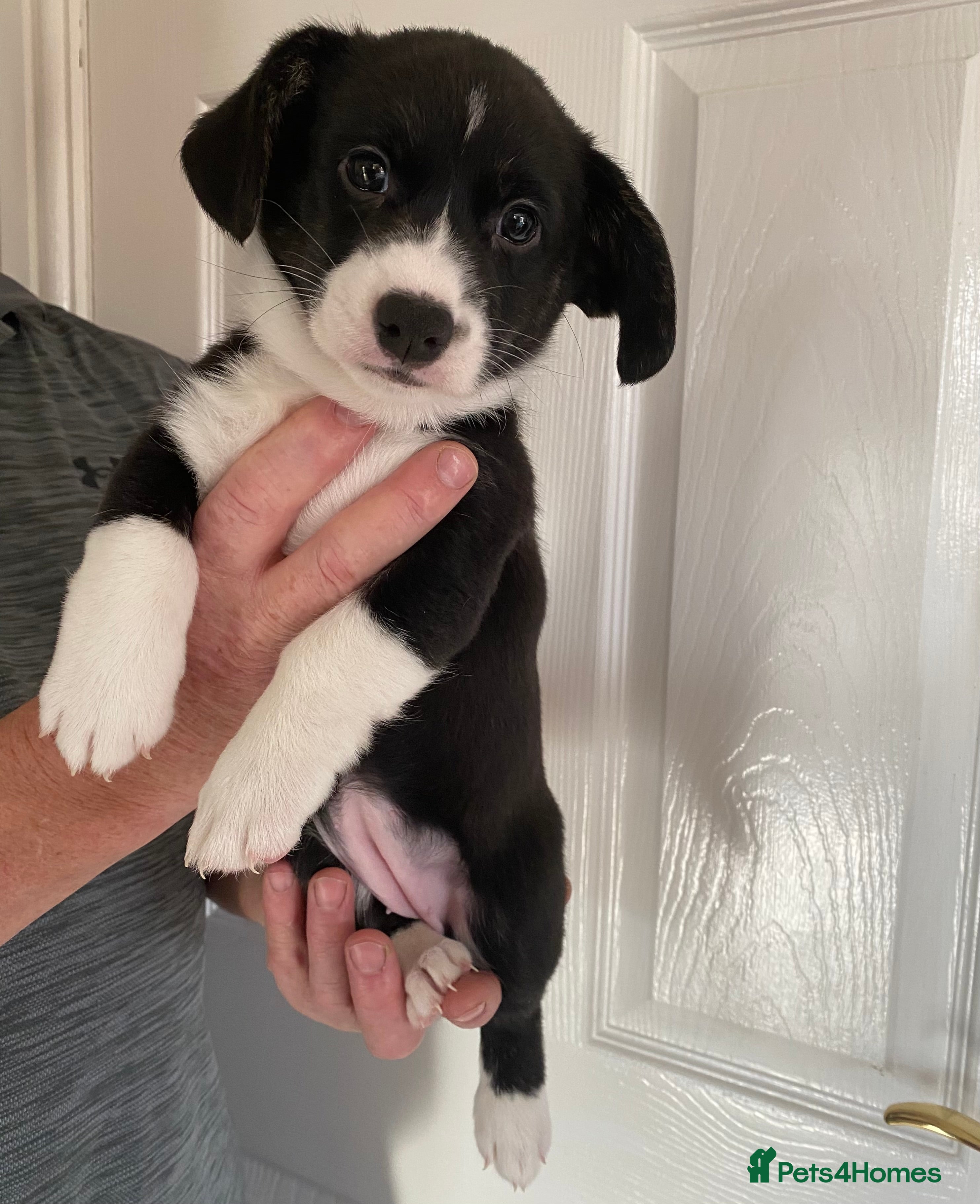 Welsh Corgi Cardigan dogs WELSH CARDIGAN CORGIS BY 5⭐️ LICENSED BREEDER - Advert 2