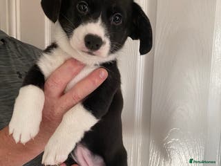 Welsh Corgi Cardigan dogs WELSH CARDIGAN CORGIS BY 5⭐️ LICENSED BREEDER - Advert 2