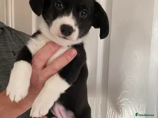 Welsh Corgi Cardigan dogs WELSH CARDIGAN CORGIS BY 5⭐️ LICENSED BREEDER - Advert 3