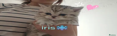 Scottish Fold Kitten 3