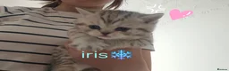 Scottish Fold cats for sale: 2 kittens and a kitten for sale  in Grimsby - Advert 4