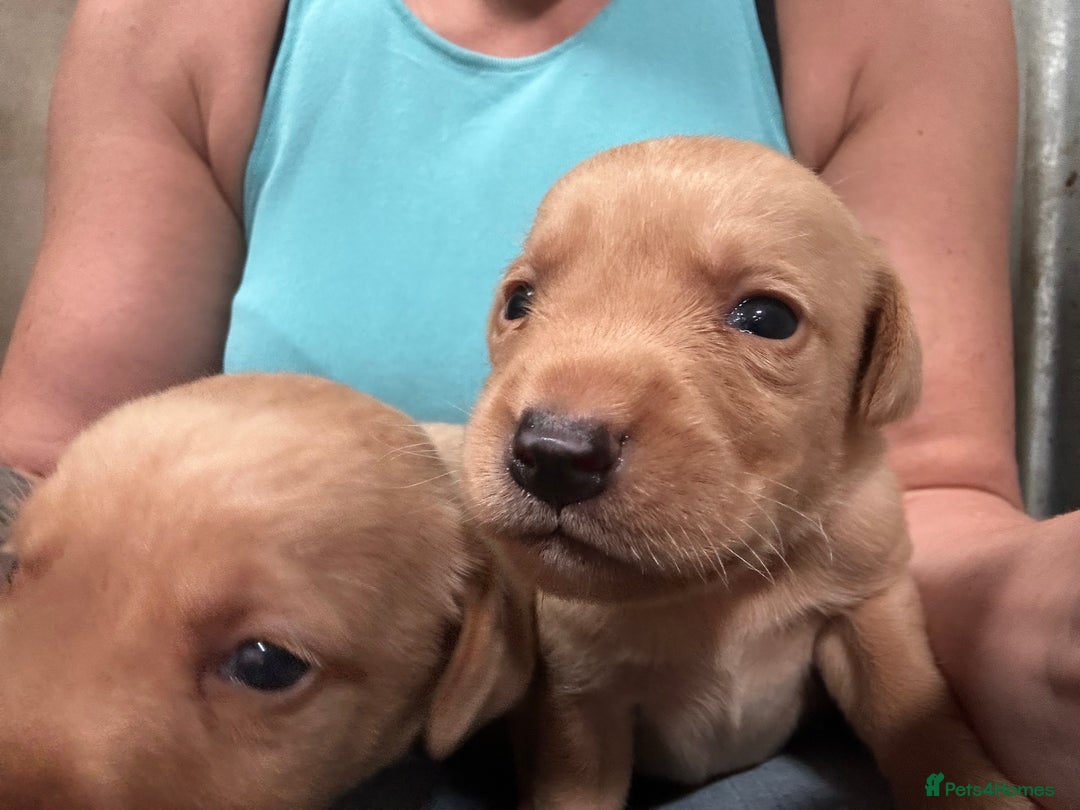 Labrador Retriever dogs for sale: Kc reg .Black:yellow/golden Labpups. Ready 21 Aug - Image 3