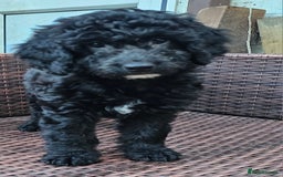 Cockapoo dogs for sale: Cockapoo Puppies - Ready now - Image 13