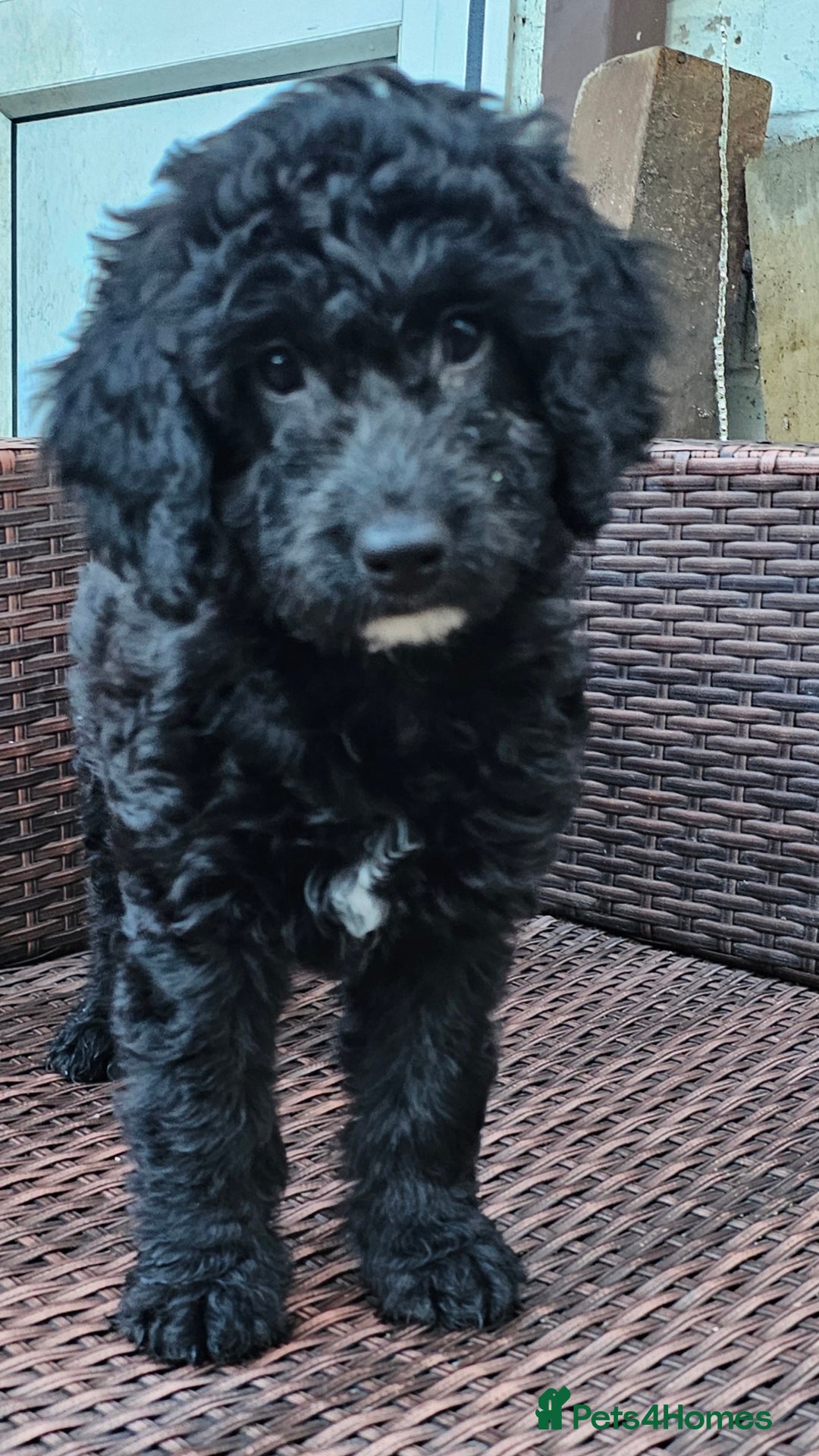 Cockapoo dogs for sale: Cockapoo Puppies - Ready now - Image 13