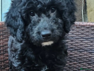 Cockapoo dogs - Advert 24