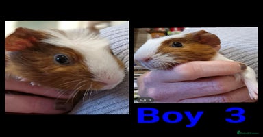 Guinea Pig rodents - Advert 8